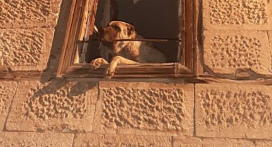 Erzincan'da 20 gündür kayıp Kangal cinsi köpek harabe binada hapsedilmiş halde bulundu