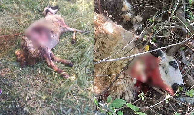 Erzincan'da başıboş köpekler kurbanlık koyunları telef etti