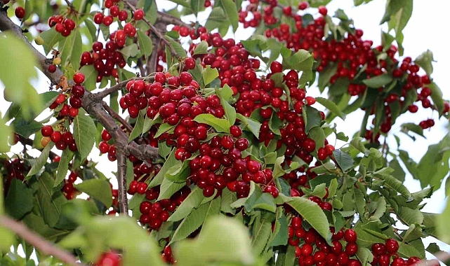 Erzincan'da kiraz ve vişneyi sinekten koruyun!