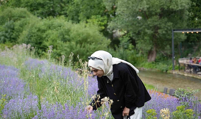 Erzincan'da Lavanta Yetiştirilir mi? İşte Cevabı