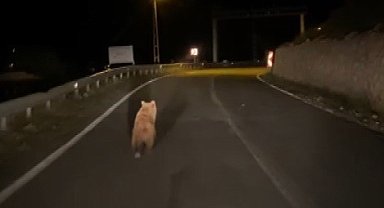 Erzincan'da yola inen bozayı görüntülendi