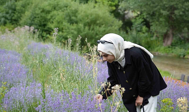 Erzincan'ın Çağlayan beldesin de ki 'Mor' bahçeye yoğun ilgi