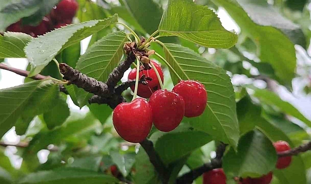 Erzurum'da kiraz hasadı!