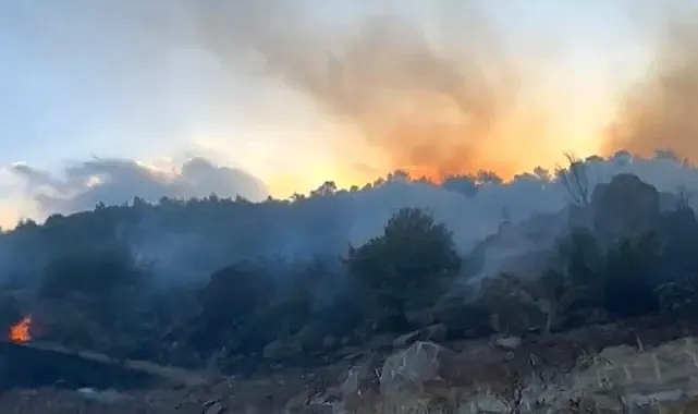 Gaziantep'te yangın: Yaklaşık 5 dönümlük meşelik orman zarar gördü