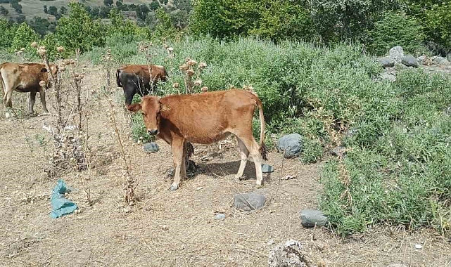 Hakkari Derecik'te kayıp inekler 4 gün sonra bulundu