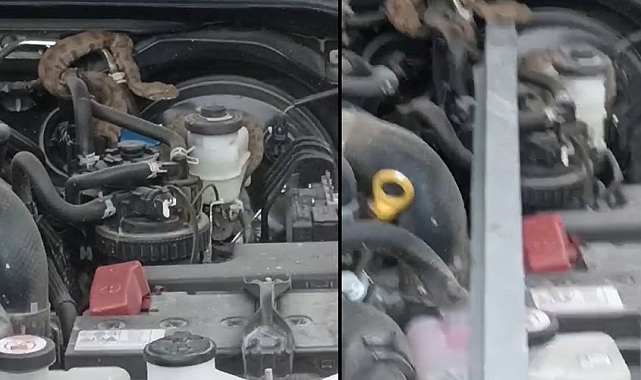 Hakkari'de kamyonetin motoruna giren yılan güçlükle çıkartıldı