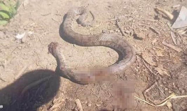 Hakkari'de Türkiye'nin en zehirli yılanı eve girmek üzereyken yakalandı