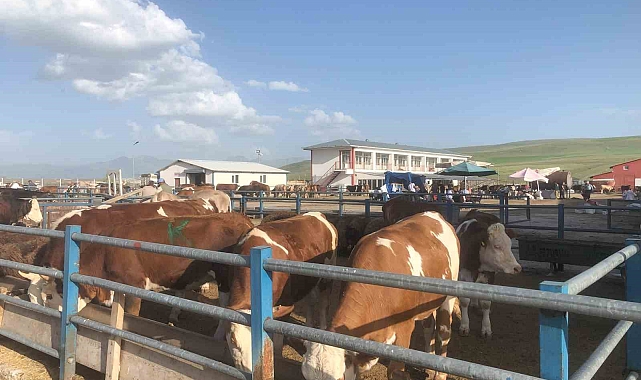 Hareketleniyor Kurban pazarları