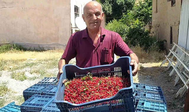 Hisarcık’ta vişne alımlarına başlandı