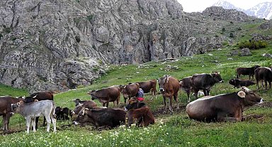 İnek sürüsü ve Dağ keçileriyle bir arada