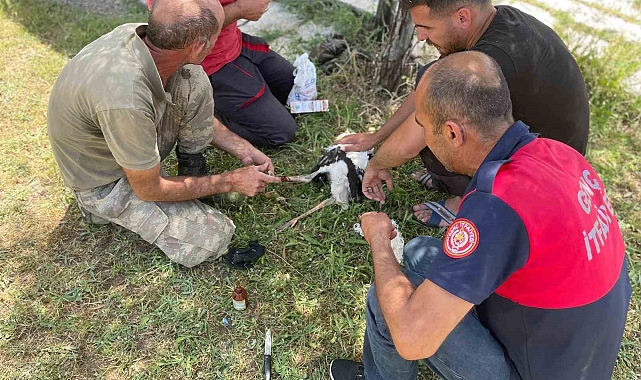 İtfaiye Yuvadan düşen yavru leyleklerin imdadına yetişti