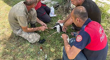 İtfaiye Yuvadan düşen yavru leyleklerin imdadına yetişti