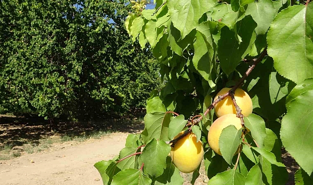Kayısının başkentinde 'sarı altın' hasadı başladı