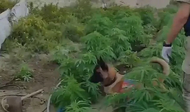 Kenevir ekerken görüntülendi, narkotik köpeği sayesinde bitki ele geçirildi