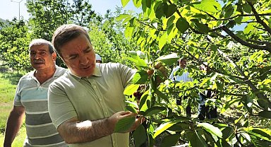 Kiraz bereketi Yaylabaşı'nda