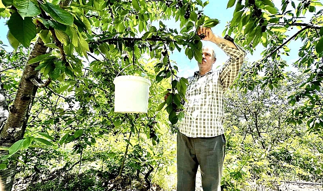 Kiraz üreticisi günlük 2 bin TL'ye işçi bulamıyor