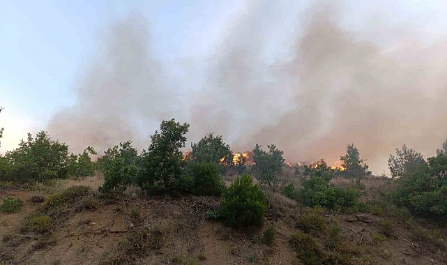 Kızılçam ormanında korkutan yangın