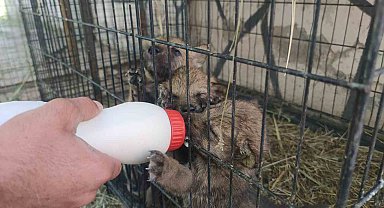 'Kreş' hizmeti yavru kurtlara