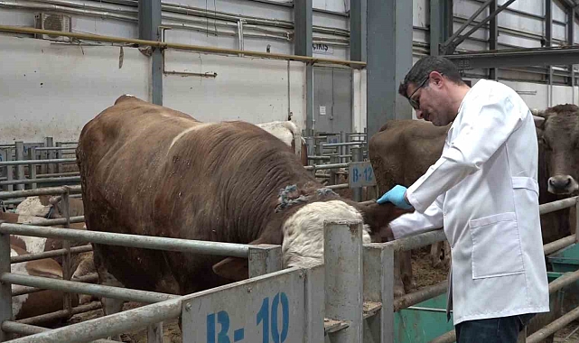 Kurban pazarında hareketlilik başladı