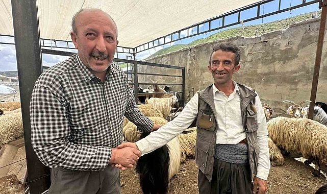 Kurbanlıklar görücüye çıktı Yüksekova'da