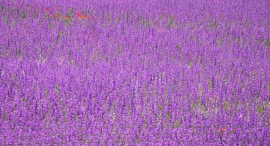 Lavanta bahçesi büyülüyor