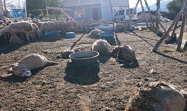 Malatya'da ağıla giren kurt 8 koyunu telef etti
