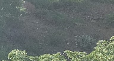 Mergabütan Kayak Merkezinde dağ keçileri görüntülendi