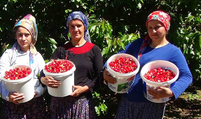 Meşhur Erzincan kirazı Ülkelere ve çevre illere satılıyor
