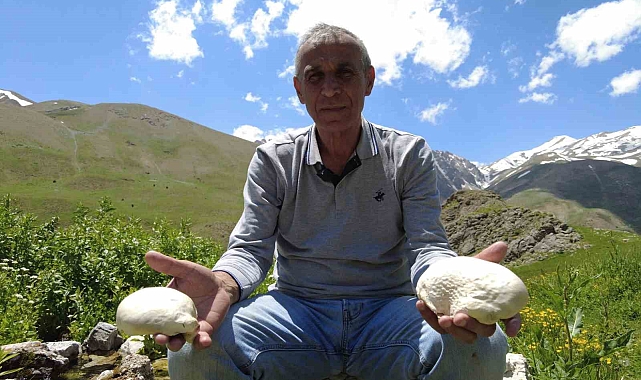 Munzur Dağı'nda 20 kilometre yol kat edip mantar topluyorlar