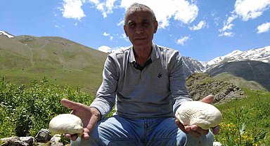 Munzur Dağı'nda 20 kilometre yol kat edip mantar topluyorlar