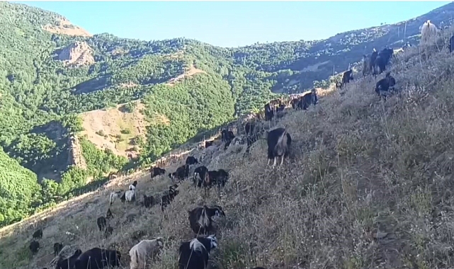 Muş'ta çoban ile kurdun koyun mücadelesi