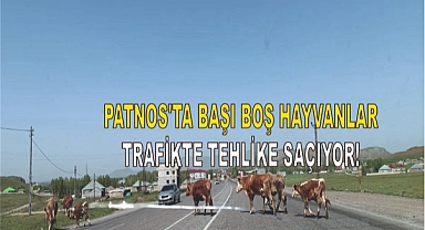 Patnos'ta Başı Boş Hayvanlar Trafikte Tehlike Saçıyor!