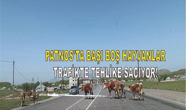 Patnos'ta Başı Boş Hayvanlar Trafikte Tehlike Saçıyor!