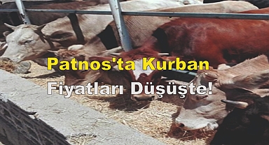 Patnos'ta Kurban Fiyatları Düşüşte!