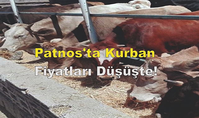 Patnos'ta Kurban Fiyatları Düşüşte!