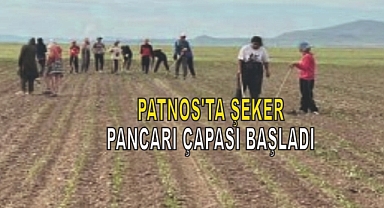 Patnos'ta Şeker Pancarı Çapası Başladı