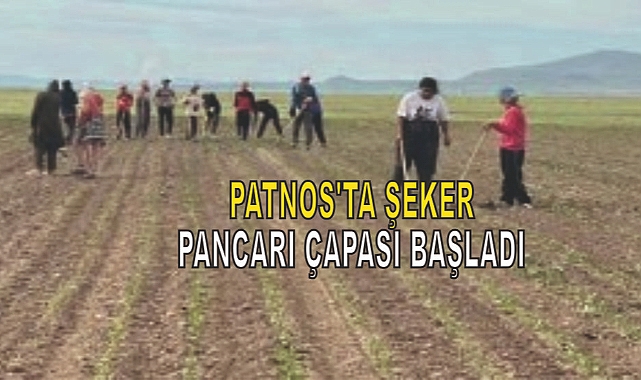 Patnos'ta Şeker Pancarı Çapası Başladı