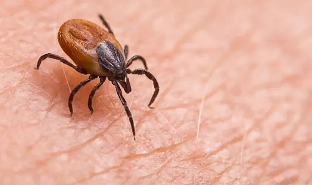 Sivas Belediyesinden uyarı geldi! Kene vakaları artıyor
