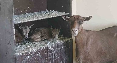 Süt anneye emanet Yavru yaban keçileri