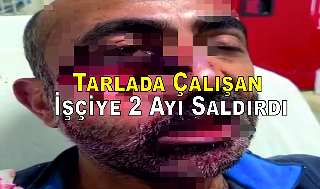 Tarlada Çalışan İşçiye 2 Ayı Saldırdı
