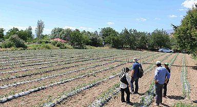 Üretici'nin yüzünü güldüren Kapya biberler takip ediliyor