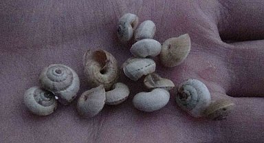 Van'da yoğun bir şekilde görülen salyangozlar vatandaşı tedirgin ediyor