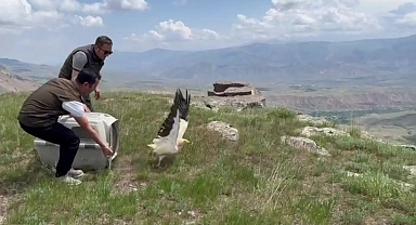 Yavru akbaba Kars'ta doğaya bırakıldı