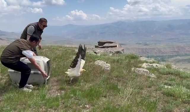 Yavru akbaba Kars'ta doğaya bırakıldı