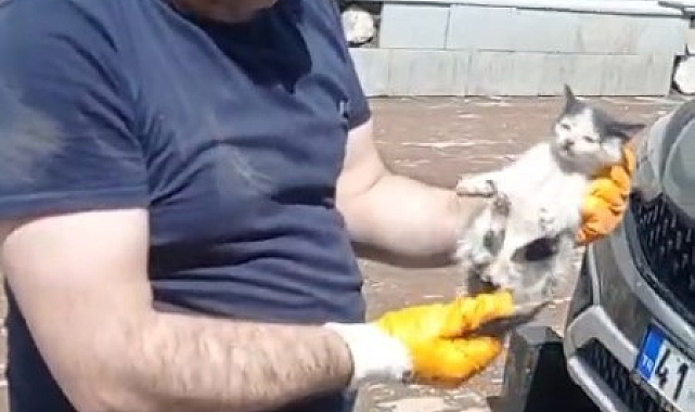 Yavru kedi  sıkıştığı yerden kurtarıldı