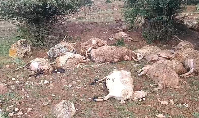 Yıldırım Çarpması Sonucu 51 Hayvan Telef Oldu