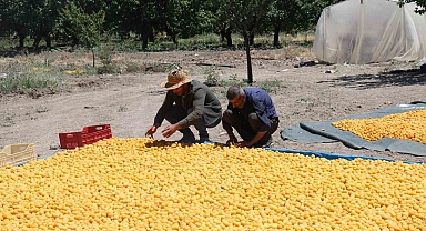 115'den fazla ülkeye ihracat ediliyor Kayısı