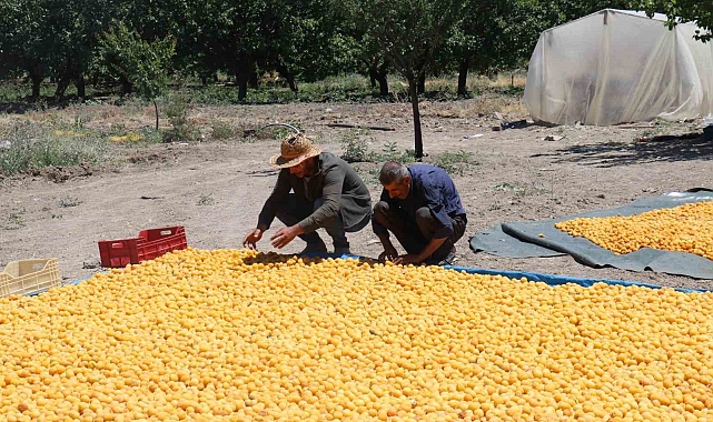 115'den fazla ülkeye ihracat ediliyor Kayısı