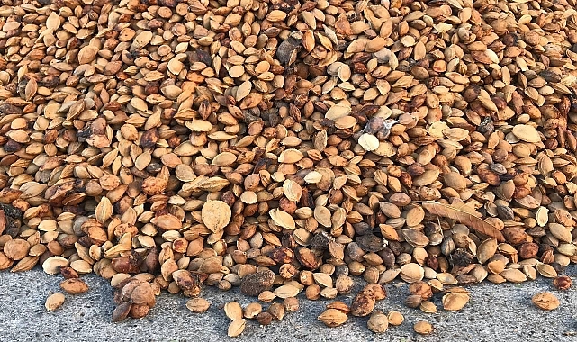 200 ton acı kayısı çekirdeği gönderiliyor Erzincan'dan Malatya'ya