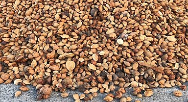 200 ton acı kayısı çekirdeği gönderiliyor Erzincan'dan Malatya'ya